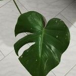 Monstera minima Folha