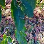 Diospyros virginiana Hoja