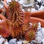Euphorbia susannae Feuille