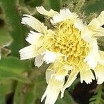 Hieracium berardianum Λουλούδι
