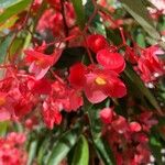 Begonia coccineaΛουλούδι