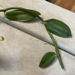 Vanilla planifolia Φύλλο