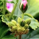 Pelargonium zonaleFuelha