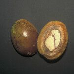 Acioa guianensis