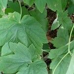 Anemone vitifolia Leaf