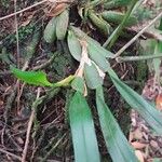 Camaridium ochroleucum Leaf