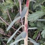 Euphorbia nicaeensis Bark