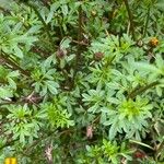 Bidens ferulifolia Levél