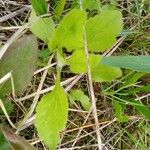Bellidiastrum michelii Leaf