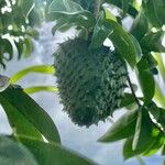 Annona montana Gyümölcs