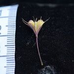 Thalictrum platycarpum Іншае