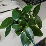 Peperomia maculosa Anders