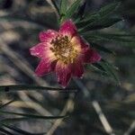 Anemone multifida Květ