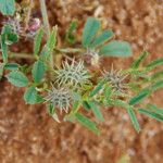 Medicago laciniata Blad