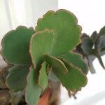 Kalanchoe fedtschenkoiЛист