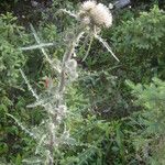 Cirsium hookerianum Цветок