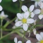 Saxifraga hostii Fula
