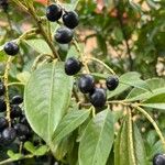 Prunus laurocerasus फल