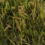 Oryza sativa Vekstform