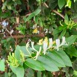 Lonicera japonica Cvet