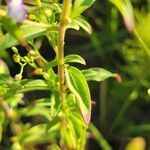 Trichostema dichotomum Hoja