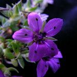 Shivparvatia glanduligera Flower