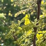 Quercus bicolor Blomst