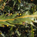 Acacia glaucoptera Folha