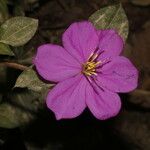 Dissotis rotundifolia 花