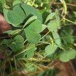 Oxalis strictaLeaf