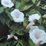 Calystegia silvatica Flors