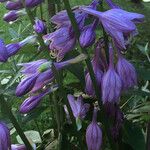 Hosta sieboldii Flor