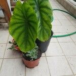 Colocasia esculenta പുറംതൊലി