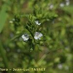 Veronica anagalloides Blomst