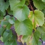 Vitis californica Blatt