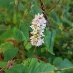 Persicaria orientalis Květ