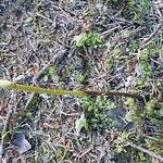 Corallorhiza trifida Квітка