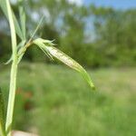 Lathyrus sphaericus Fruto