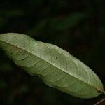 Eschweilera parviflora 葉