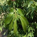 Quercus myrsinifolia Foglia