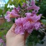 Tabebuia impetiginosa Flower