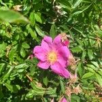 Rosa virginiana Flor