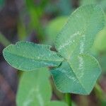 Trifolium vesiculosum Leaf