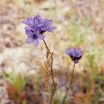 Gilia achilleifolia 花