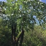 Cussonia paniculata Hábito