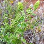 Teucrium flavumBlatt