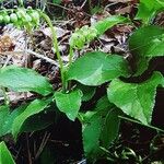 Orthilia secunda Habit