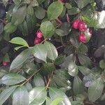 Syzygium paniculatum Плод