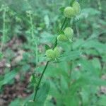 Cynoglossum germanicum Ffrwyth