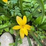 Sternbergia luteaFlower